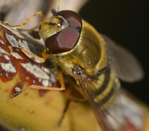 Réf. 279 048 : Syrphus vitripennis